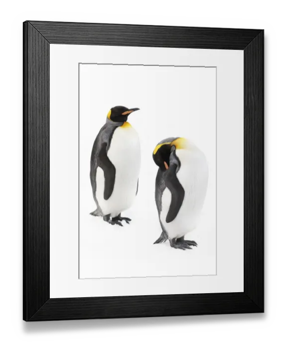 Framed Print : King penguins 1+Aptenodytes patagonicus+1. Grytviken, South Georgia. November Framed Print : King penguins 1+Aptenodytes patagonicus+1. Grytviken, South Georgia. November