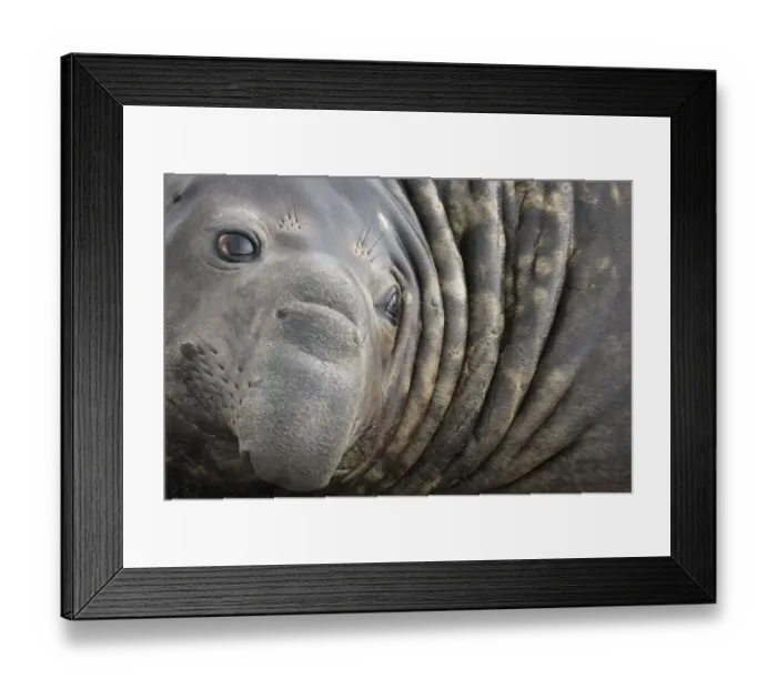 Framed Print : Southern Elephant Seal bull (Mirounga leonina) close up portrait, King Haakon Bay, South Georgia
