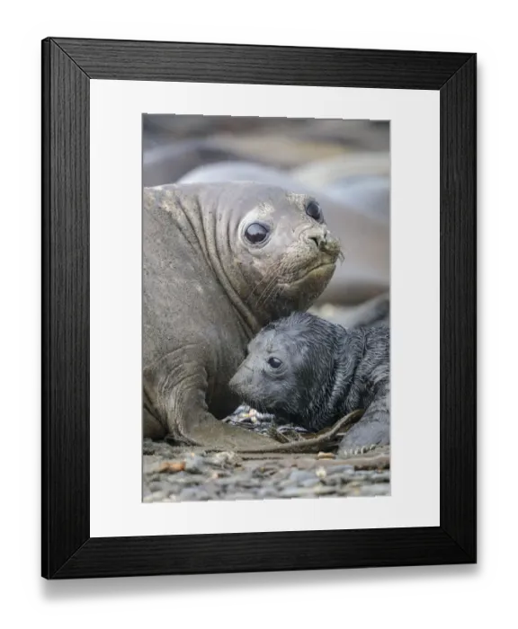 Framed Print : Southern Elephant Seals (Mirounga leonina) pup with mother. King Haakon Bay, South Georgia Framed Print : Southern Elephant Seals (Mirounga leonina) pup with mother. King Haakon Bay, South Georgia
