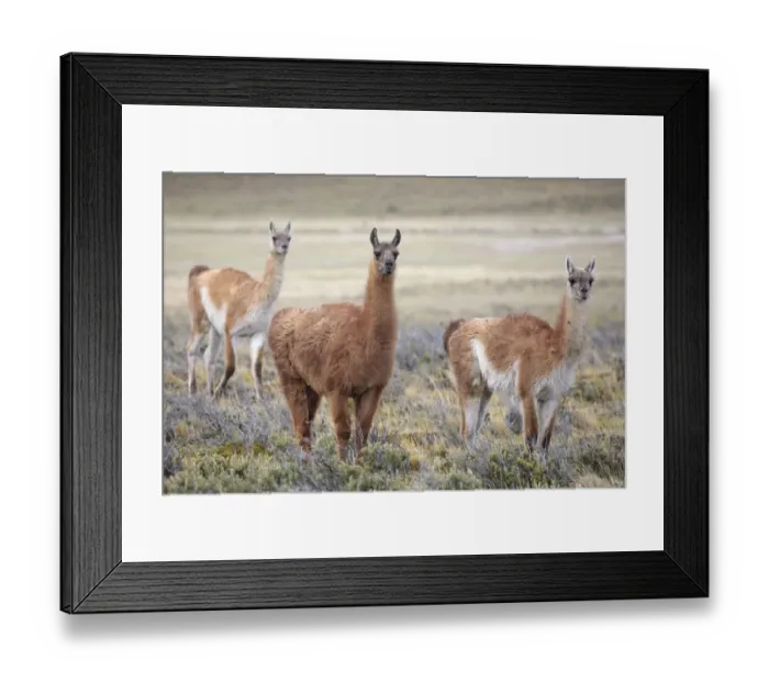 Framed Print : Guanaco (Lama guanicoe) grazing on grassland plain, Patagonia, Chile. Novmeber Framed Print : Guanaco (Lama guanicoe) grazing on grassland plain, Patagonia, Chile. Novmeber