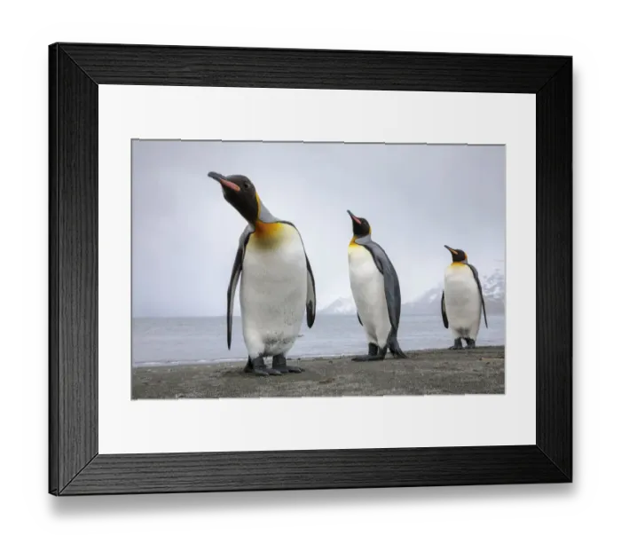 Framed Print : King penguins 1+Aptenodytes patagonicus+1 group of three on the shore, St. Andrews Bay Framed Print : King penguins 1+Aptenodytes patagonicus+1 group of three on the shore, St. Andrews Bay