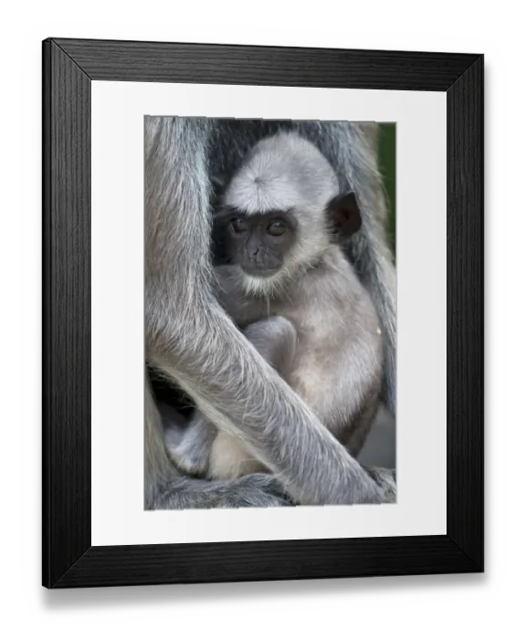Framed Print : Tufted grey langur (Semnopithecus priam priam) baby, Sri Lanka Framed Print : Tufted grey langur (Semnopithecus priam priam) baby, Sri Lanka