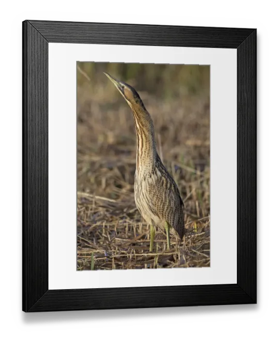 Framed Print : Bittern (Botaurus stellaris) in reeds, Suffolk, England, UK, November Framed Print : Bittern (Botaurus stellaris) in reeds, Suffolk, England, UK, November