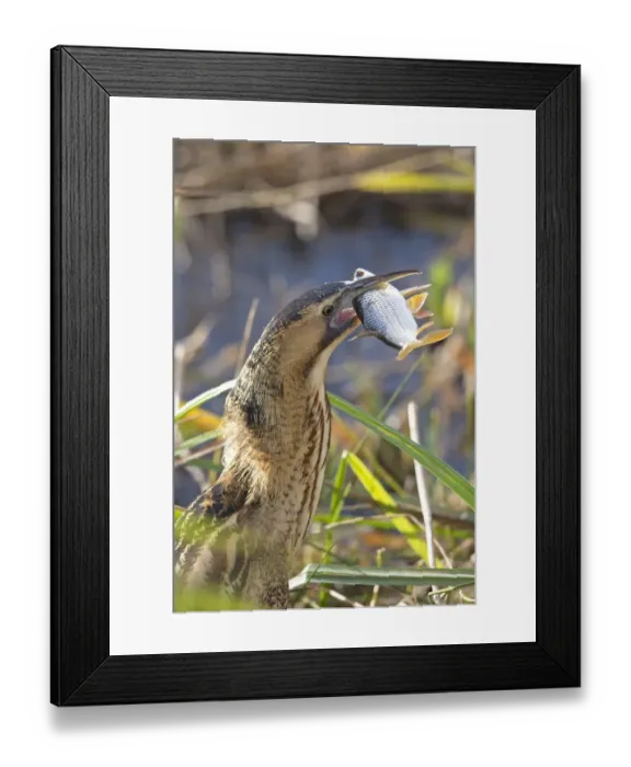 Framed Print : Bittern (Botaurus stellaris) feeding on fish, Suffolk, England, UK, November Framed Print : Bittern (Botaurus stellaris) feeding on fish, Suffolk, England, UK, November