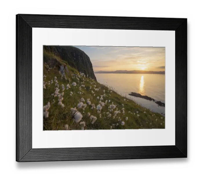 Framed Print : Cotton grass (Eriophorum angustifolium) growing on Garbh Eilean with the Isle of Lewis behind Framed Print : Cotton grass (Eriophorum angustifolium) growing on Garbh Eilean with the Isle of Lewis behind