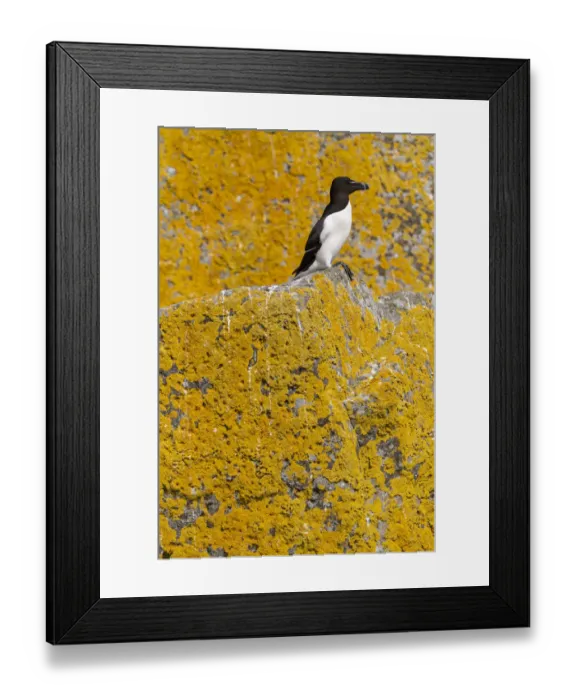 Framed Print : Razorbill (Alca torda) orange sea lichen (Caloplaca marina) covered roch behind, Shiant Isles Framed Print : Razorbill (Alca torda) orange sea lichen (Caloplaca marina) covered roch behind, Shiant Isles