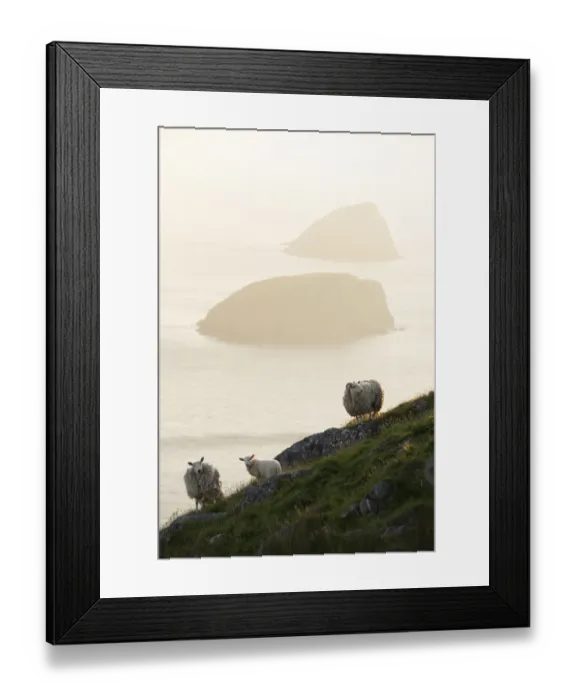 Framed Print : Feral sheep with Galtachan islands behind, Shiant Isles, Outer Hebrides, Scotland, UK Framed Print : Feral sheep with Galtachan islands behind, Shiant Isles, Outer Hebrides, Scotland, UK