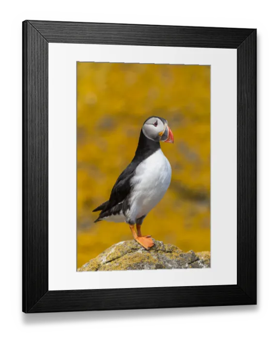 Framed Print : Puffin (Fratercula artica) with orange sea lichen (Caloplaca marina) covered roch behind Framed Print : Puffin (Fratercula artica) with orange sea lichen (Caloplaca marina) covered roch behind