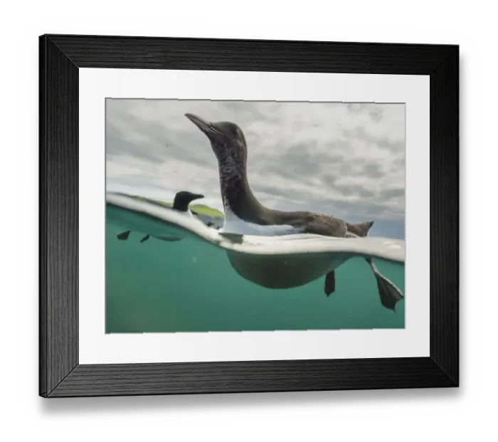 Framed Print : Guillemot (Uria aalge) swimming, split level view, Shiant Isles, Outer Hebrides, Scotland, UK Framed Print : Guillemot (Uria aalge) swimming, split level view, Shiant Isles, Outer Hebrides, Scotland, UK