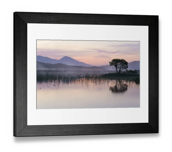 Framed Print : Hooded crow (Corvus cornix) nest in willow tree at dawn on the shores of Sior Loch Framed Print : Hooded crow (Corvus cornix) nest in willow tree at dawn on the shores of Sior Loch