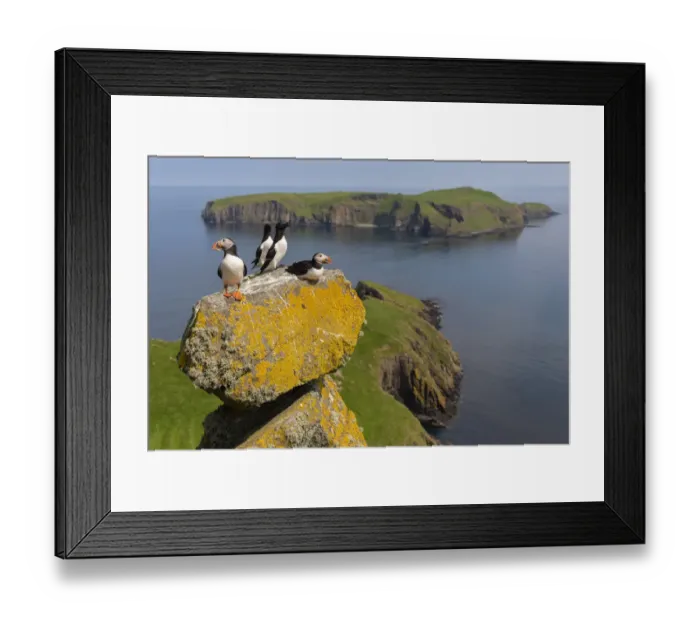Framed Print : Puffins (Fratercula arctica) and Razorbills (Alca torda) with Eilean Mhuire behind