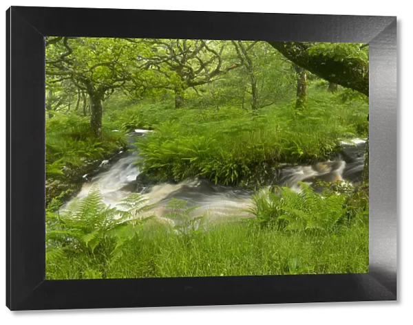 Stream in spate in native oak woodland in summer, Clonaig, Kintyre, Argyll, Scotland, UK, July 2015