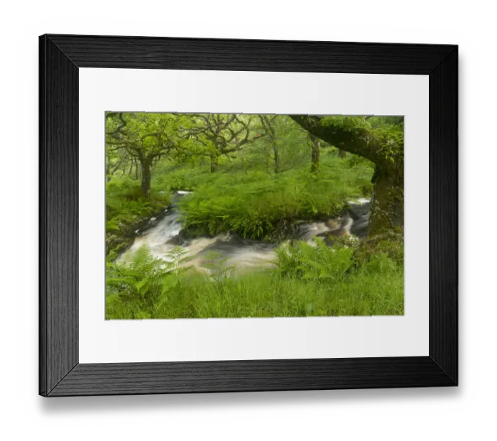 Framed Print : Stream in spate in native oak woodland in summer, Clonaig, Kintyre, Argyll, Scotland, UK, July 2015 Framed Print : Stream in spate in native oak woodland in summer, Clonaig, Kintyre, Argyll, Scotland, UK, July 2015