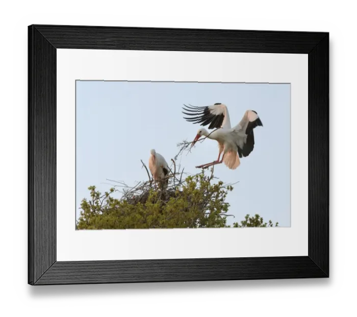 Framed Print : White stork (Ciconia ciconia) male landing with nest material and joining his mate