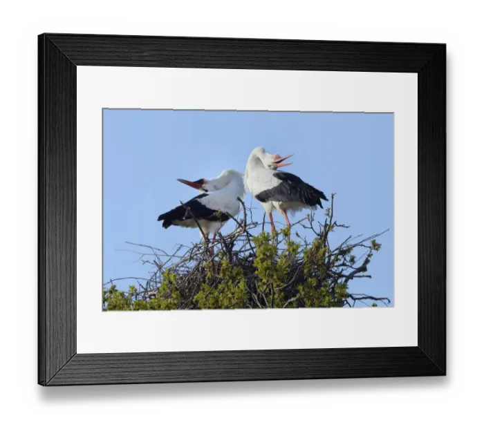 Framed Print : White stork (Ciconia ciconia) pair performing an up-down display with bill clattering