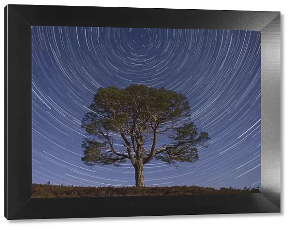 Lone Scots pine tree (Pinus sylvestris) and star trails with the north star