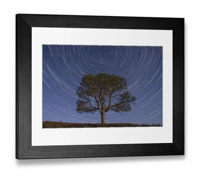 Framed Print : Lone Scots pine tree (Pinus sylvestris) and star trails with the north star Framed Print : Lone Scots pine tree (Pinus sylvestris) and star trails with the north star