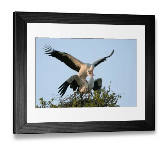 Framed Print : White stork (Ciconia ciconia) pair mating on their nest at sunset, Knepp estate, Sussex Framed Print : White stork (Ciconia ciconia) pair mating on their nest at sunset, Knepp estate, Sussex