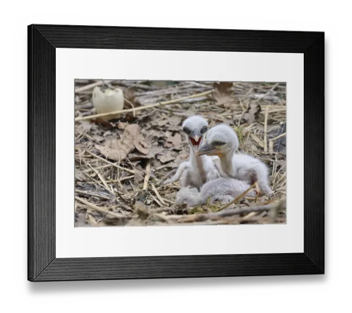 Framed Print : Recently hatched White stork (Ciconia ciconia) chicks begging for food in their nest Framed Print : Recently hatched White stork (Ciconia ciconia) chicks begging for food in their nest