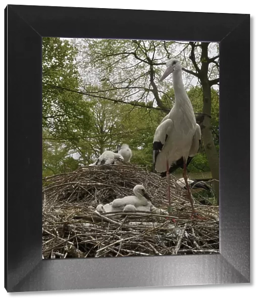 White stork (Ciconia ciconia) nest at captive breeding colony raising chicks for