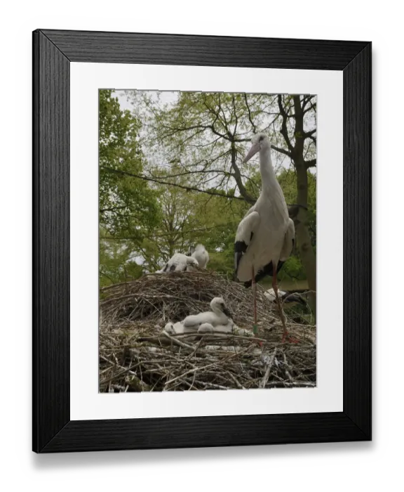 Framed Print : White stork (Ciconia ciconia) nest at captive breeding colony raising chicks for Framed Print : White stork (Ciconia ciconia) nest at captive breeding colony raising chicks for