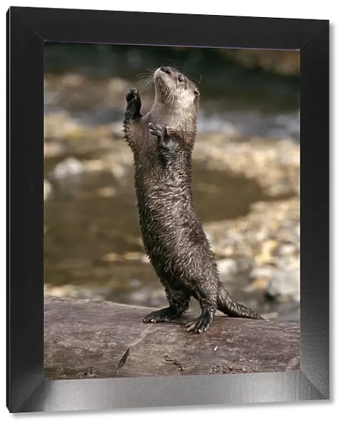 Canadian otter standing on hind legs. Montana, USA. Captive animal