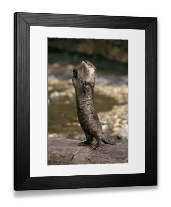 Framed Print : Canadian otter standing on hind legs. Montana, USA. Captive animal Framed Print : Canadian otter standing on hind legs. Montana, USA. Captive animal