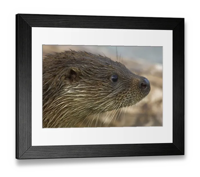 Framed Print : European river otter {Lutra lutra} head profile, captive, UK Framed Print : European river otter {Lutra lutra} head profile, captive, UK