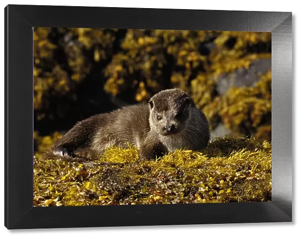 European river otter (Lutra lutra) adult resting on seaweed, Isle of Mull, Scotland, UK