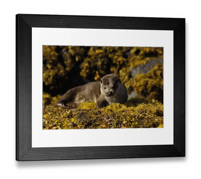 Framed Print : European river otter (Lutra lutra) adult resting on seaweed, Isle of Mull, Scotland, UK