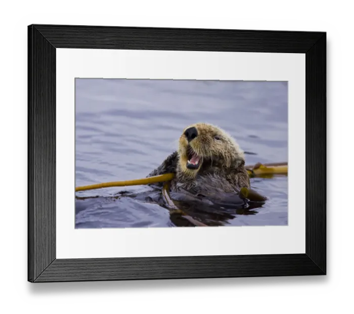 Framed Print : Sea otter (Enhydra lutris) floating on back amongst kelp, calling, Barkley Sound Framed Print : Sea otter (Enhydra lutris) floating on back amongst kelp, calling, Barkley Sound