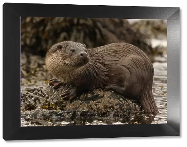 European river otter {Lutra lutra} male on coast, Shetland Islands, Scotland, UK