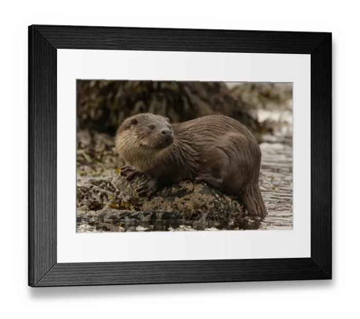 Framed Print : European river otter {Lutra lutra} male on coast, Shetland Islands, Scotland, UK Framed Print : European river otter {Lutra lutra} male on coast, Shetland Islands, Scotland, UK