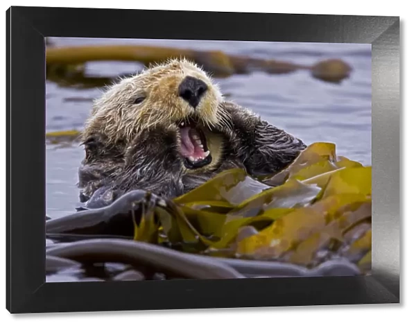 Sea otter (Enhydra lutris) floating on back amongst kelp, yawning, Barkley Sound