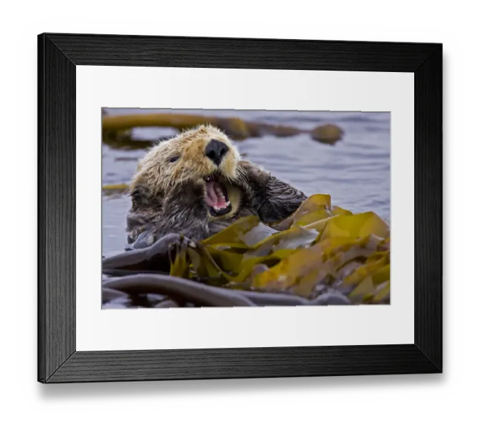 Framed Print : Sea otter (Enhydra lutris) floating on back amongst kelp, yawning, Barkley Sound Framed Print : Sea otter (Enhydra lutris) floating on back amongst kelp, yawning, Barkley Sound