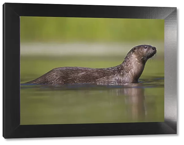 Canadian Otter (Lutra canadensis) portrait standing in shallow river, Wyoming, USA