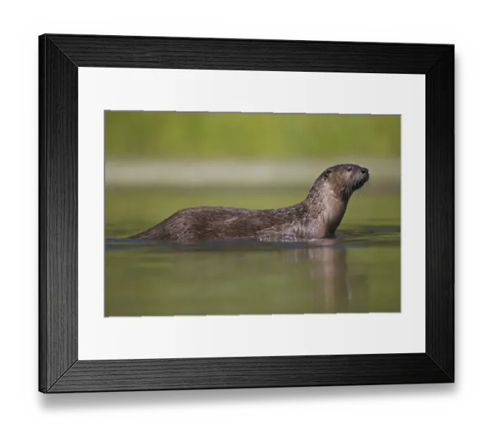 Framed Print : Canadian Otter (Lutra canadensis) portrait standing in shallow river, Wyoming, USA Framed Print : Canadian Otter (Lutra canadensis) portrait standing in shallow river, Wyoming, USA