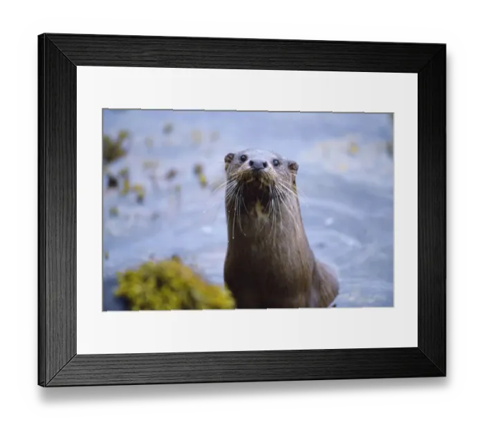 Framed Print : Female River otter (Lutra lutra) on sea loch, Torridon, Wester Ross, Scotland, July Framed Print : Female River otter (Lutra lutra) on sea loch, Torridon, Wester Ross, Scotland, July
