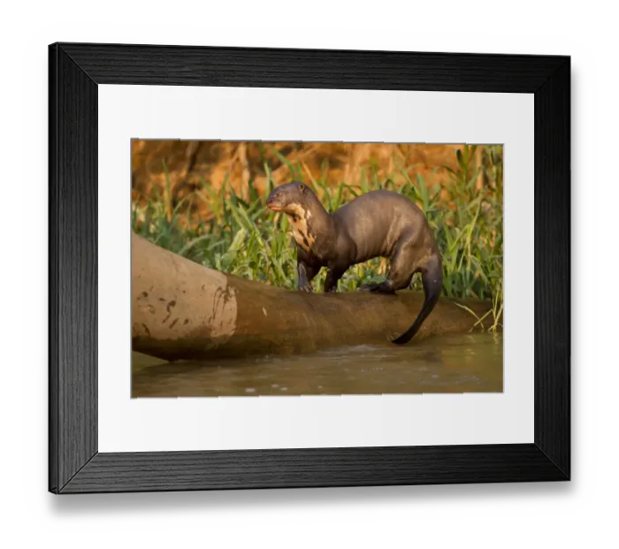 Framed Print : Giant River Otter (Pteronura brasiliensis) playing on falling log, in the Pantanal NP Framed Print : Giant River Otter (Pteronura brasiliensis) playing on falling log, in the Pantanal NP
