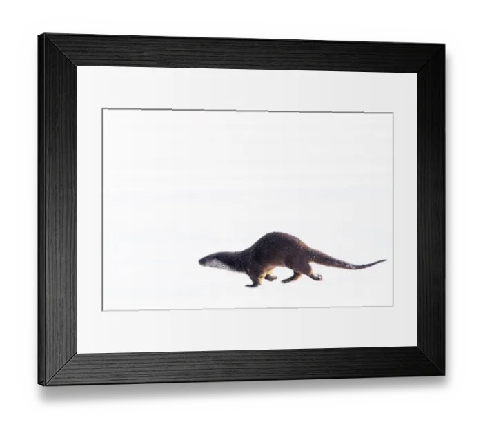 Framed Print : European Otter (Lutra lutra) running over snow. The Netherlands, December. Captive Framed Print : European Otter (Lutra lutra) running over snow. The Netherlands, December. Captive