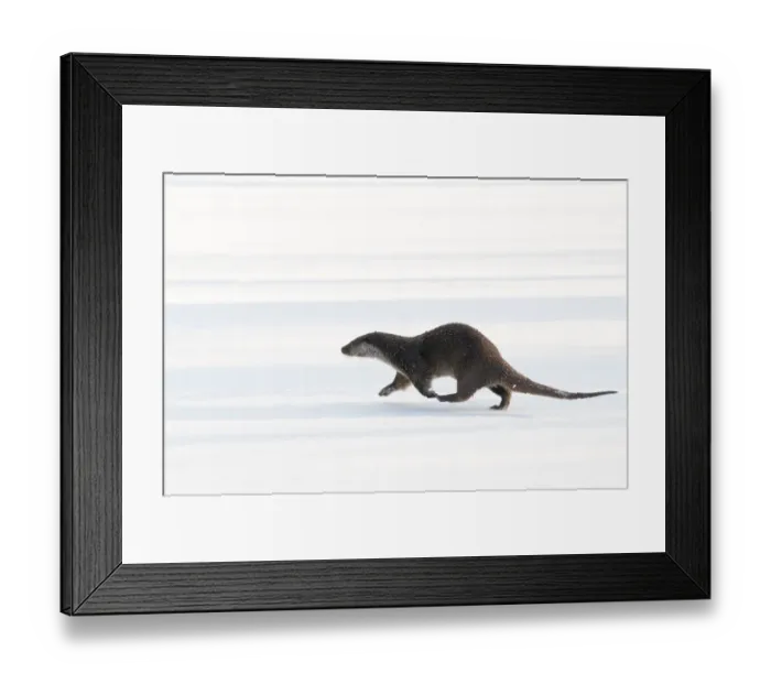 Framed Print : European Otter (Lutra lutra) walking across snow. The Netherlands, December. Captive Framed Print : European Otter (Lutra lutra) walking across snow. The Netherlands, December. Captive