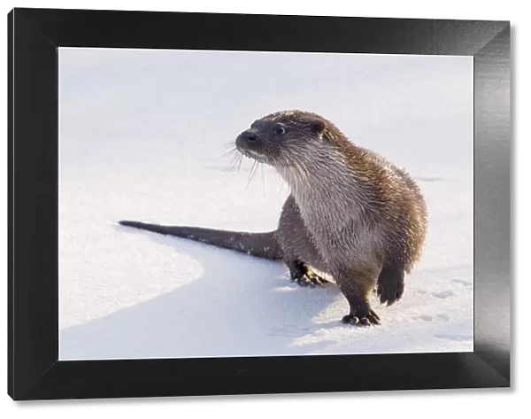 European Otter (Lutra lutra) standing on snow, lifting one paw to keep it warmer