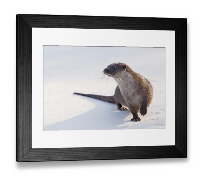 Framed Print : European Otter (Lutra lutra) standing on snow, lifting one paw to keep it warmer Framed Print : European Otter (Lutra lutra) standing on snow, lifting one paw to keep it warmer