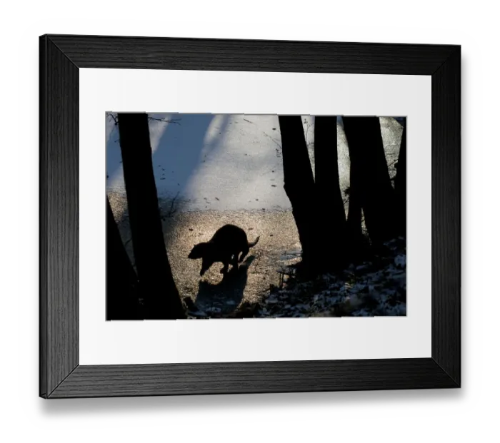 Framed Print : European Otter (Lutra lutra) walking from frozen water into some trees. The Netherlands, December Framed Print : European Otter (Lutra lutra) walking from frozen water into some trees. The Netherlands, December