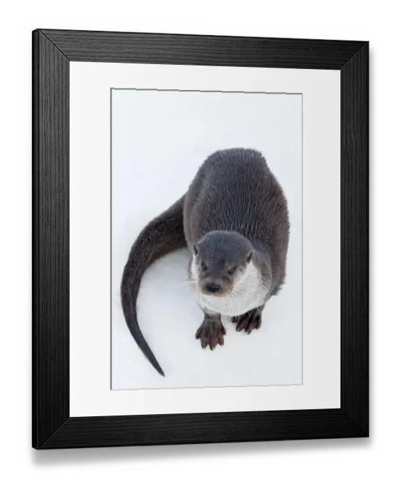 Framed Print : European Otter (Lutra lutra) standing on ice. Captive. The Netherlands, January Framed Print : European Otter (Lutra lutra) standing on ice. Captive. The Netherlands, January