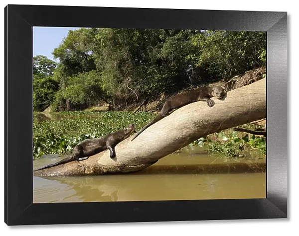 Two Giant Otter  /  Giant Brazilian Otter (Pteronura brasiliensis) sunbathing on a tree trunk