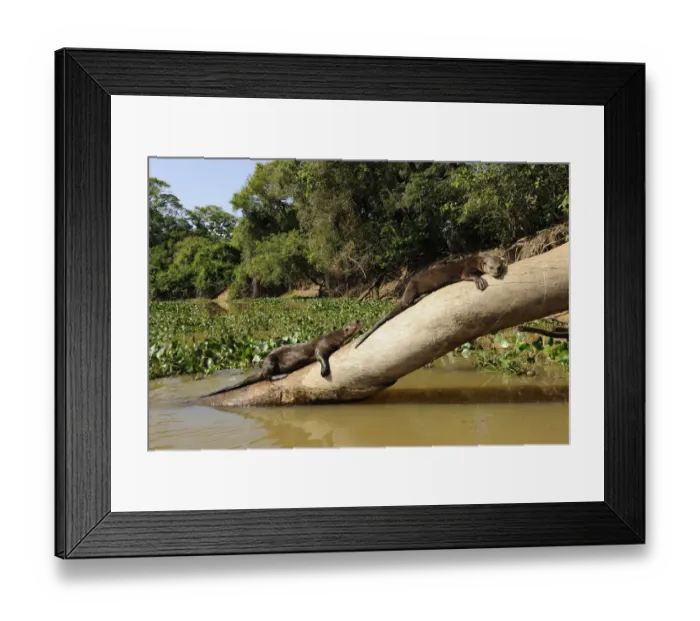 Framed Print : Two Giant Otter / Giant Brazilian Otter (Pteronura brasiliensis) sunbathing on a tree trunk Framed Print : Two Giant Otter / Giant Brazilian Otter (Pteronura brasiliensis) sunbathing on a tree trunk