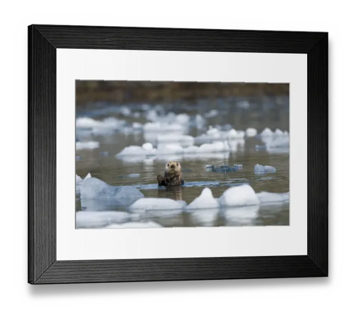 Framed Print : Sea otter (Enhydra lutris) grooms itself in icy waters off Columbia Glacier in Prince William Sound Framed Print : Sea otter (Enhydra lutris) grooms itself in icy waters off Columbia Glacier in Prince William Sound