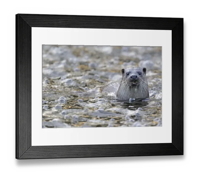 Framed Print : European river otter (Lutra lutra) in river, Dorset, UK, November Framed Print : European river otter (Lutra lutra) in river, Dorset, UK, November