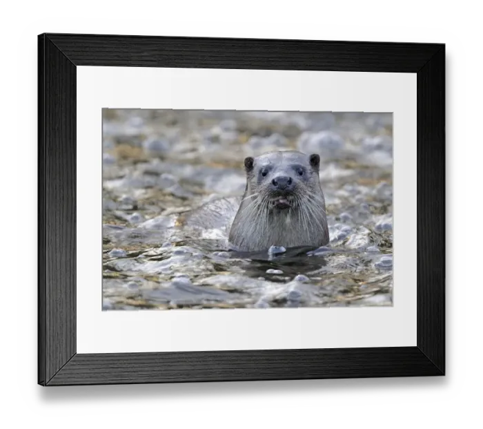 Framed Print : European river otter (Lutra lutra) portrait, in river, Dorset, UK, November Framed Print : European river otter (Lutra lutra) portrait, in river, Dorset, UK, November